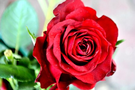 Beautiful Flowers beautiful image beautiful photo