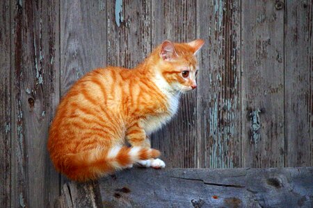 Animal cat claw