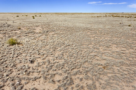 Desert and grass at Juan largo Canyon in New Mexico