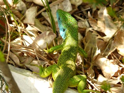 Animal fauna creature