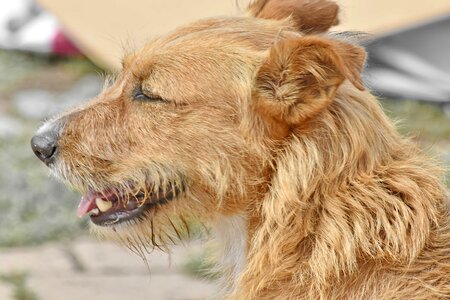 Dog light brown looking photo