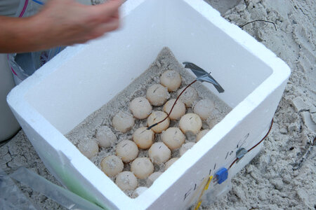 Sea Turtle egg relocation-2 photo