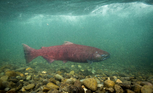 Chinook salmon-2