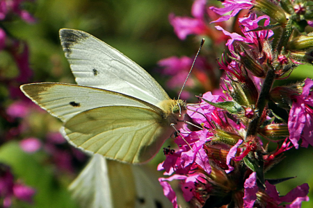 Animal arthropod beautiful flowers