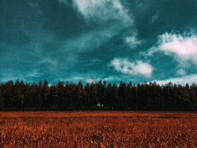 Nature landscape trees