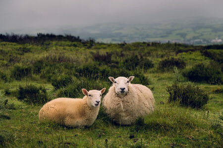 Two Sheeps Sitting on a Meadow photo