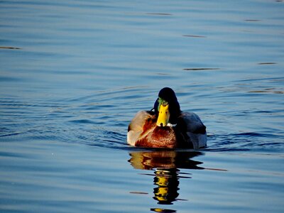 Lake duck waterfowl photo