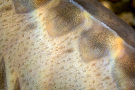 Pallid Sturgeon-3