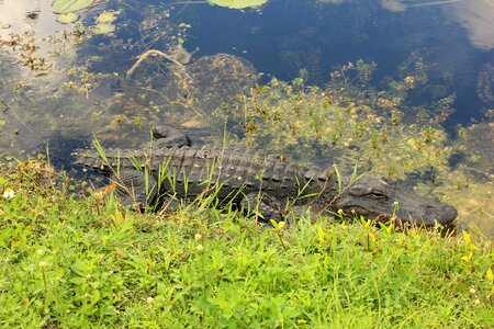 Usa florida national park photo