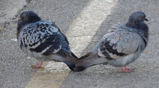 Asphalt birds concrete photo