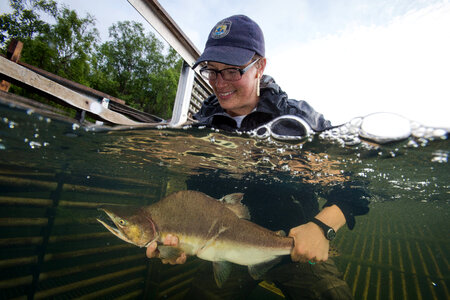 Biologist releases salmon-1