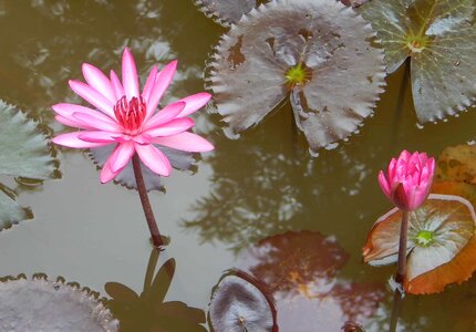 Beautiful beautiful flowers biology