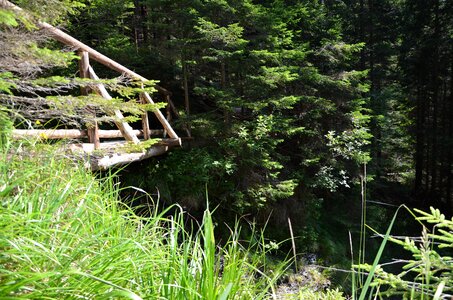 bridge in forest