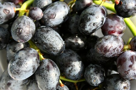 Grapes fruit black
