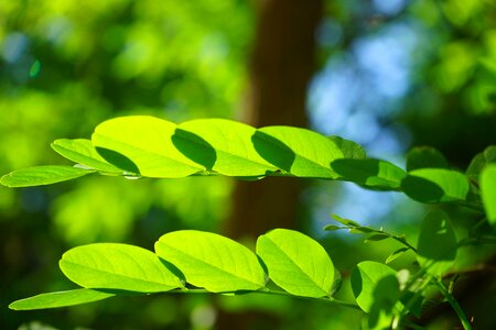 Robinia leaf veins filigree photo