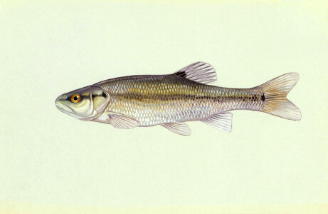Creekchub