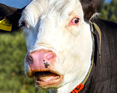 Agriculture animal beef photo