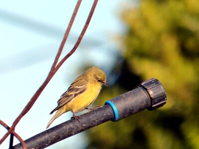 American bird Carduelis carduelis