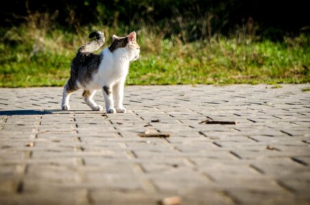 Animal cat concrete