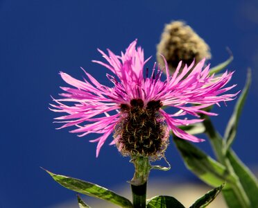 Pink pink flower nature