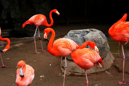 Wings feather wildlife photo