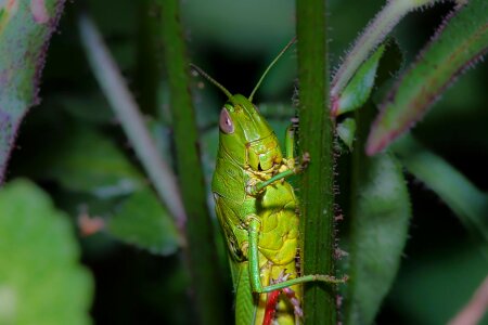 Animal arthropod bug