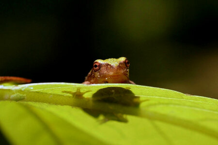 Gray Tree Frog-3 photo
