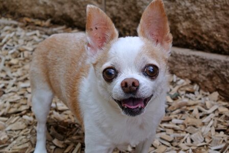 Chihuahua dog cute