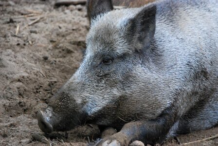 Boar bristles rest