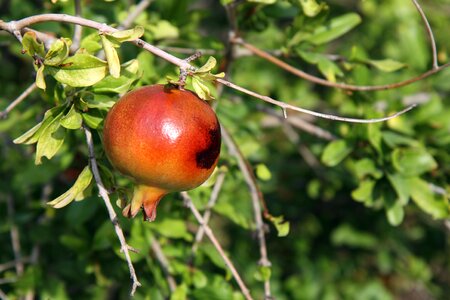 Food fresh fruit