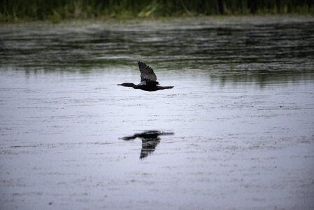 Cormorant flying over pond with reflection photo