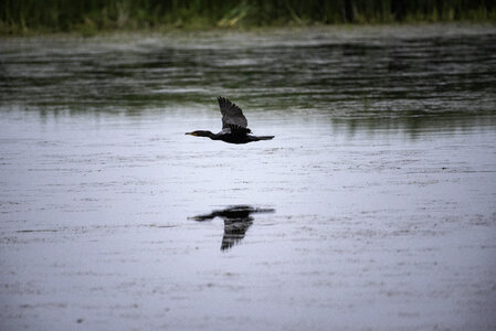 Cormorant flying over pond with reflection