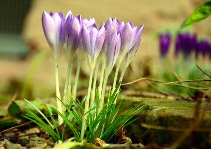 Beautiful Photo crocus flower