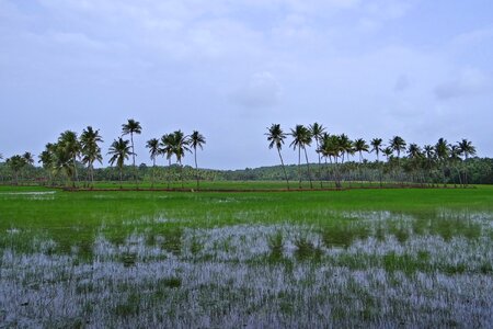 Coconut groves goa india