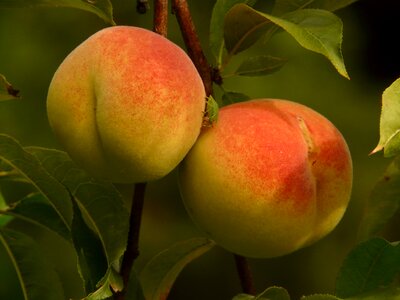 Fruit ripe juicy