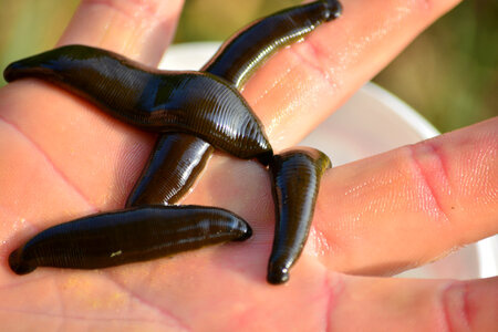 Four Leeches in hand photo