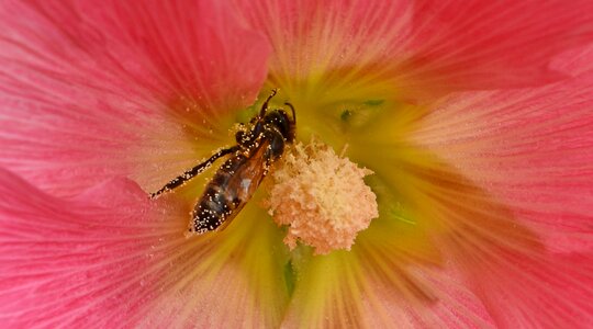 Bee insect nectar photo