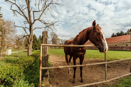 Farmhouse farmland horse photo