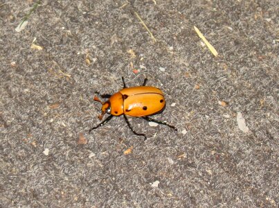 Grapevine bug bugs