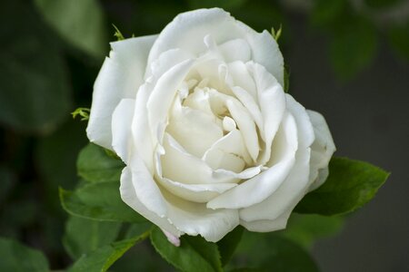 Rose blooms romantic nature photo