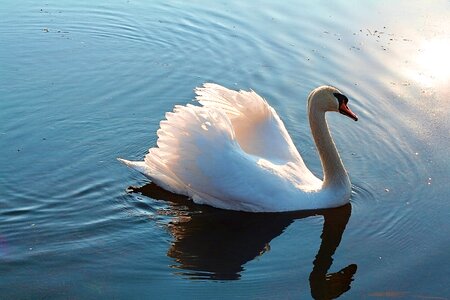 Bird nature water