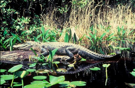 Alligator reptile photo