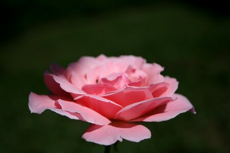 Nature color pink flower photo