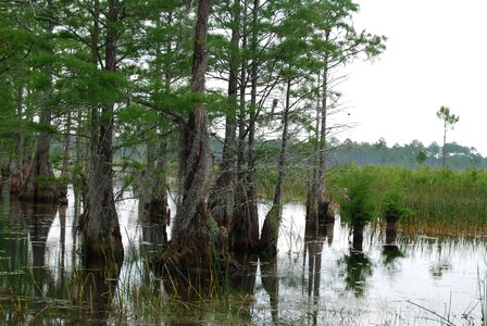 Crops marsh vegetation