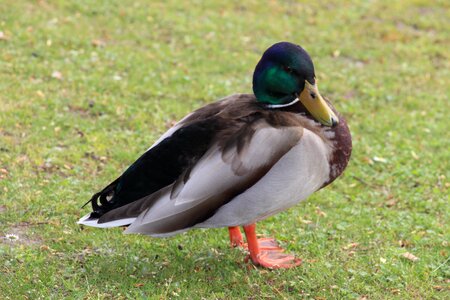 Wild bird nature bill