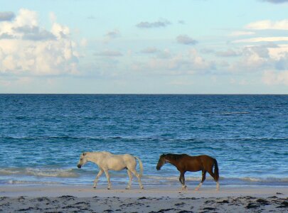 Wildlife nature feral