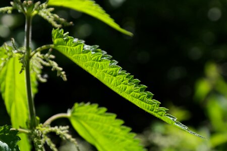 Pink plant weed photo