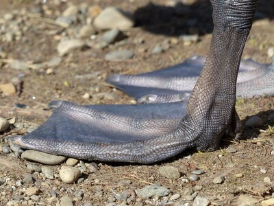 Animal cygnus olor anatidae