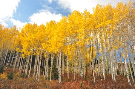 Yellow nature trees
