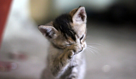 Funny Kitty Rubbing Nose photo